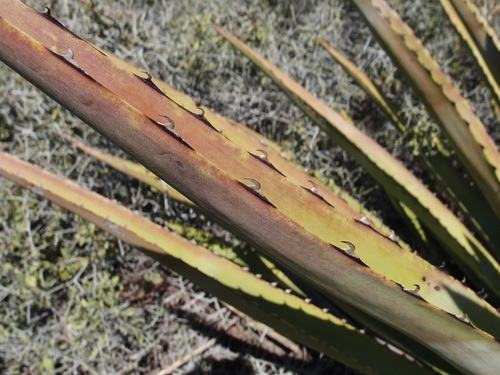 Agave angustifolia