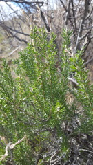 Tetradymia glabrata