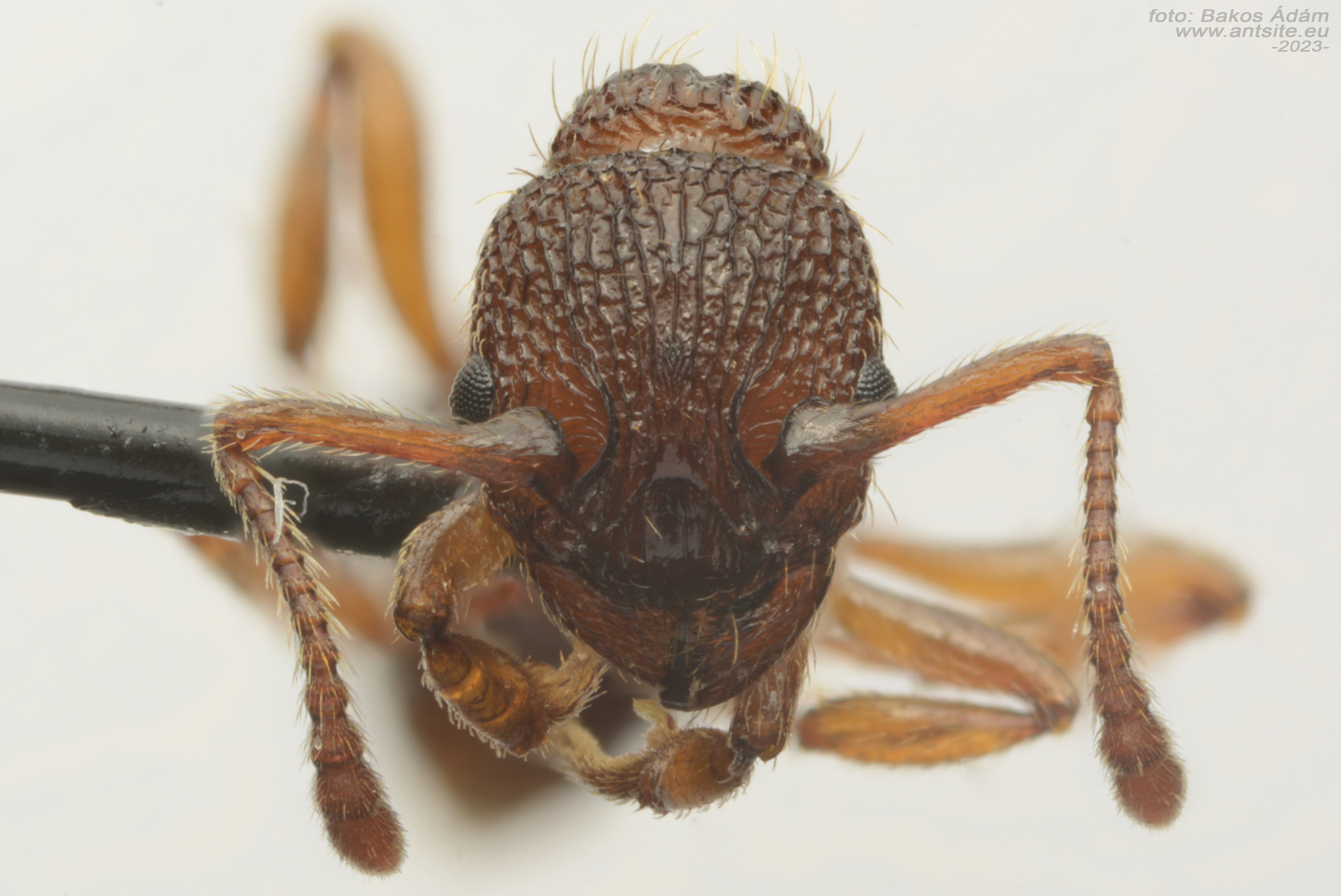 Myrmica lonae