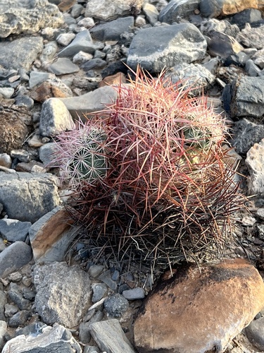 Sclerocactus johnsonii
