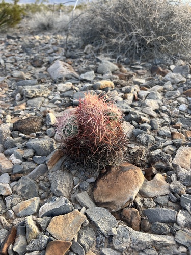 Sclerocactus johnsonii