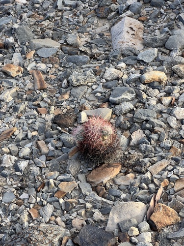 Sclerocactus johnsonii