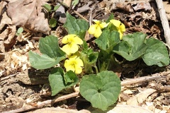 Viola pubescens