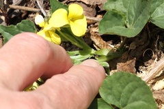 Viola pubescens
