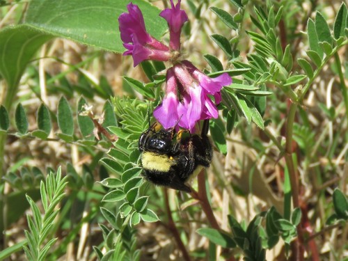 American Bumble Bee