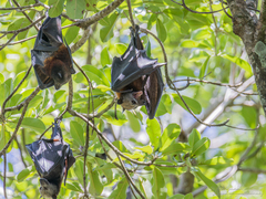 Variable Flying Fox photo 3