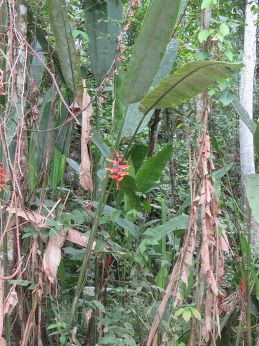 Heliconia marginata, photograph 6