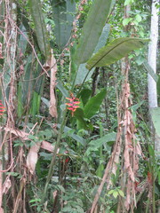 Heliconia marginata, photograph (c) Vincent A. Vos, some rights reserved (CC BY)