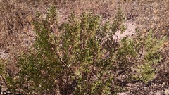 Larrea nitida