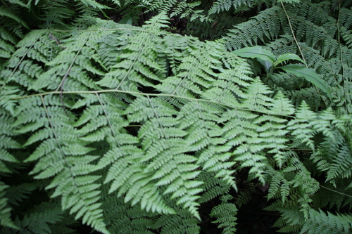 Image of Hypolepis sparsisora by no rights reserved