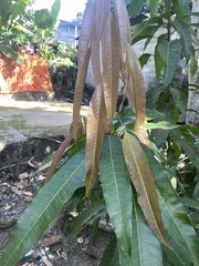 Mangifera indica image