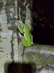 Blanford's Whipping Frog photo 3