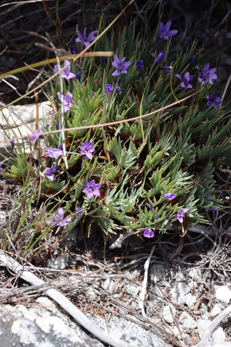 Image of Nivenia fruticosa by (c) Tony Rebelo, some rights reserved (CC BY-SA)