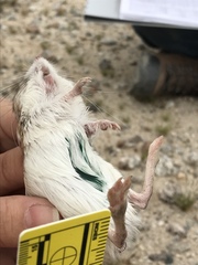 Dipodomys merriami