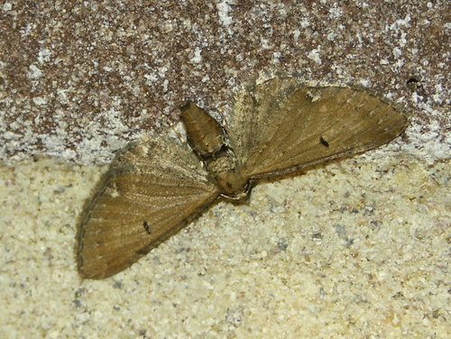 Wormwood Pug, Bennekom, Nederland, photo 7 of 10