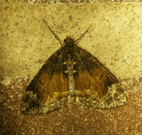 Marbled Carpet Moth, Bennekom, Nederland, photo 9 of 10