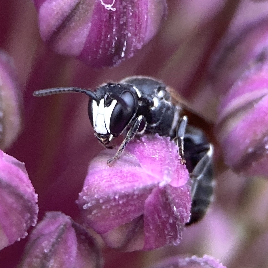 Onion Yellow-face Bee
