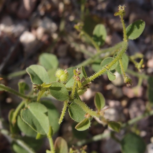 Andrachne microphylla (Andrachne microphylla)
