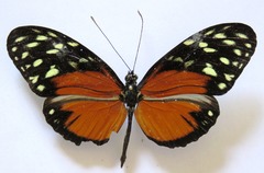 Heliconius hecale zuleika