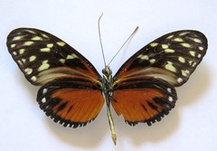 Heliconius hecale zuleika