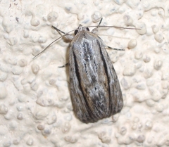 Catabenoides