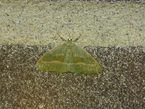 Barred Red, Bennekom, Nederland, photo 9 of 10