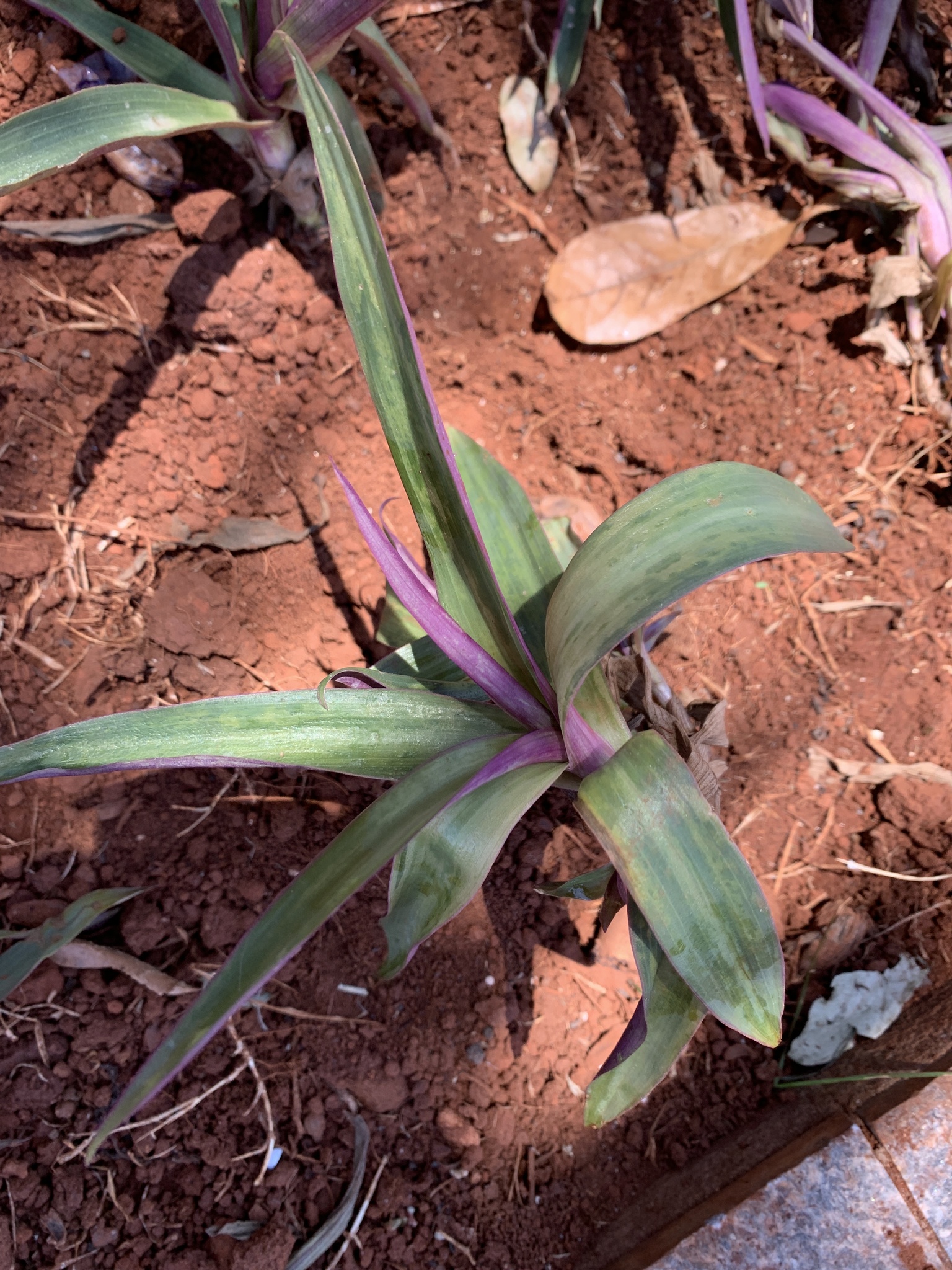 Tradescantia spathacea