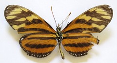 Eueides isabella eva