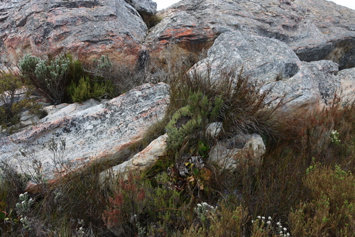 Image of Nivenia fruticosa by (c) Tony Rebelo, some rights reserved (CC BY-SA)