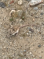 Perognathus longimembris