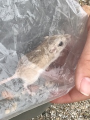 Perognathus longimembris