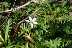 Lobelia surrepens
