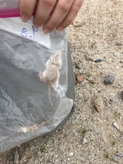 Perognathus longimembris