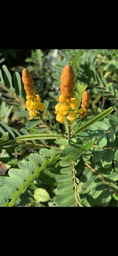 Candelabra Bush