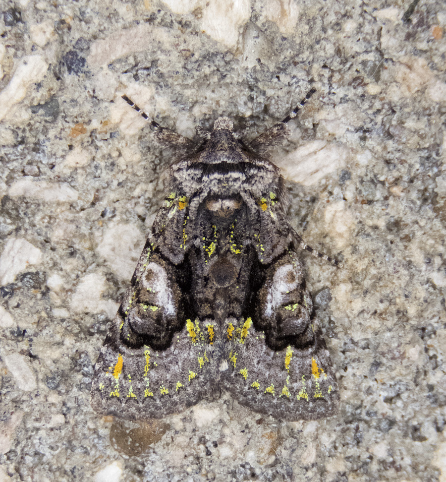 Behrensia conchiformis