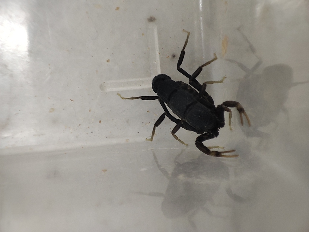 Orthochirus persa