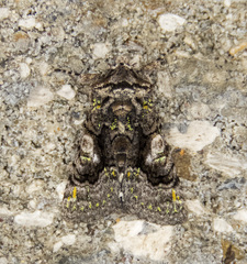 Behrensia conchiformis