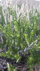 Tetradymia glabrata