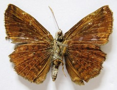 Antigonus erosus