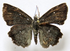 Antigonus erosus