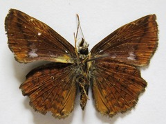 Antigonus erosus