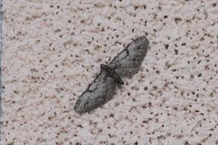 Eupithecia bolterii