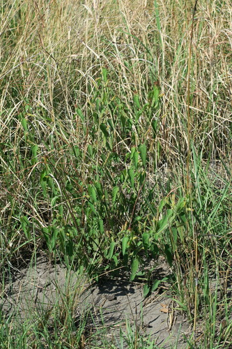 Acalypha petiolaris, photograph 6