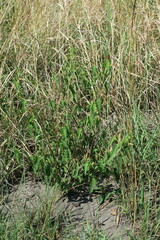 Acalypha petiolaris, photograph Nogga_Eugene, CC0, iNaturalist via GBIF