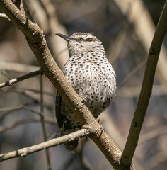Campylorhynchus jocosus