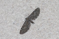 Eupithecia nevadata