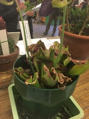 Sarraceniaceae
