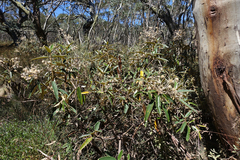 Olearia alpicola
