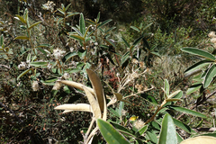 Olearia alpicola