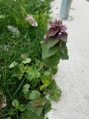 Lamium purpureum purpureum